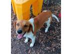 Adopt Copper (@ Petsmart MB) a Tan/Yellow/Fawn Foxhound / Mixed Breed (Medium) /