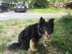 Adopt Rebel a Black - with Tan, Yellow or Fawn Border Collie / Mixed dog in