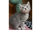 Adopt Alice a Gray, Blue or Silver Tabby Domestic Shorthair (short coat) cat in
