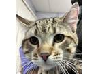 Adopt Tiger a Domestic Shorthair / Mixed cat in Brooklyn, NY (41552126)