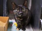 Adopt Klondike a Domestic Shorthair / Mixed cat in Brooklyn, NY (41552123)