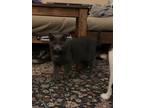 Adopt Shadow a Gray or Blue Russian Blue / Mixed (short coat) cat in Newport