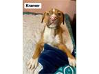 Adopt Kramer a American Pit Bull Terrier / Mixed dog in Laingsburg
