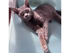 Adopt Simone a Gray or Blue Colorpoint Shorthair (short coat) cat in Davidson