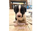 Adopt SCARY SPICE a Black - with White Australian Terrier / Mixed dog in
