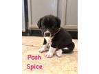 Adopt POSH SPICE a Black - with White Australian Shepherd / Mixed dog in