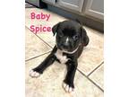 Adopt BABY SPICE a Black - with White Australian Shepherd / Mixed dog in