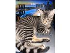 Adopt Rio a Black & White or Tuxedo Tabby / Mixed (short coat) cat in Oklahoma