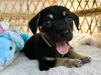 Adopt Caboose Train a Black American Pit Bull Terrier dog in Portland