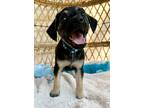 Adopt Choo choo Train a Black American Pit Bull Terrier dog in Portland