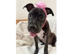 Adopt Lillian Little Pittie Pup a Black Pit Bull Terrier dog in Portland