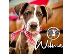 Adopt Wilma Flintstone a Brown/Chocolate German Shepherd Dog dog in Portland