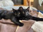 Adopt Ozzie, Mambo and Blackbird a All Black Domestic Shorthair (short coat) cat