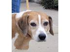 Adopt Fonzy a Brown/Chocolate - with White Beagle / Mixed dog in Canoga Park