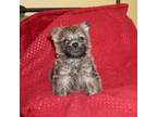 Cairn Terrier Puppy for sale in Leon, WV, USA