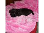 Cairn Terrier Puppy for sale in Leon, WV, USA