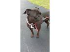 Adopt Sugar a Brown/Chocolate American Staffordshire Terrier / Mixed dog in West
