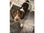 Adopt Willie Nelson a Tricolor (Tan/Brown & Black & White) Beagle / Dachshund /