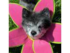 Adopt Wolfie a Pomeranian / Mixed dog in Newington, VA (41542468)