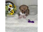 Pembroke Welsh Corgi Puppy for sale in Boonville, IN, USA
