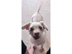 Adopt Rita a White Poodle (Miniature) / Mixed dog in Salt Lake City