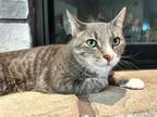 Adopt Nemo a Domestic Shorthair / Mixed cat in Salt Lake City, UT (41551852)