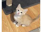 Adopt Lex a Domestic Shorthair / Mixed cat in Salt Lake City, UT (41551856)