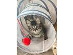 Adopt Clarke a Domestic Shorthair / Mixed cat in Salt Lake City, UT (41551860)