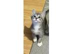 Adopt Jonathan a Domestic Shorthair / Mixed cat in Salt Lake City, UT (41551854)