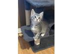 Adopt Lana a Domestic Shorthair / Mixed cat in Salt Lake City, UT (41551855)