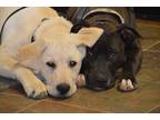 Adopt Bailey a White - with Tan, Yellow or Fawn Labrador Retriever / Mixed dog