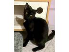 Adopt Samantha a Black (Mostly) Domestic Shorthair (short coat) cat in Portland