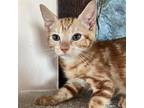 Adopt Patella a Orange or Red Domestic Shorthair (short coat) cat in Port Saint