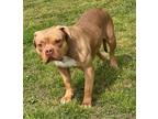 Adopt 2404-0276 Governor (Available 5/27) a Tan/Yellow/Fawn Pit Bull Terrier /