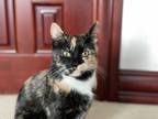 Adopt Yasmeen a Calico or Dilute Calico American Shorthair / Mixed (short coat)
