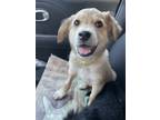 Adopt Amethyst a Tan/Yellow/Fawn Australian Shepherd / Mixed dog in Phoenix
