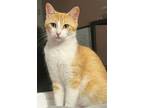 Adopt Misty a Domestic Mediumhair / Mixed cat in San Antonio, TX (41551872)