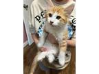 Adopt Litten a Domestic Mediumhair / Mixed cat in San Antonio, TX (41551873)