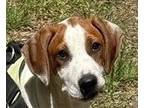 Adopt Boris a Treeing Walker Coonhound / Terrier (Unknown Type