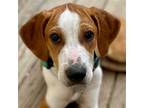 Adopt Aurora a Treeing Walker Coonhound / Terrier (Unknown Type