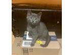 Adopt Pete a Domestic Shorthair / Mixed cat in Salt Lake City, UT (41551853)