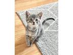 Adopt Lois a Domestic Shorthair / Mixed cat in Salt Lake City, UT (41551857)