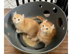 Adopt Finn a Domestic Shorthair / Mixed cat in Salt Lake City, UT (41551858)