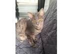 Adopt Lola a Gray, Blue or Silver Tabby Tabby / Mixed (short coat) cat in