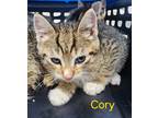 Adopt Cory a Domestic Shorthair / Mixed (short coat) cat in Cambridge