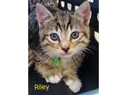 Adopt Riley a Domestic Shorthair / Mixed (short coat) cat in Cambridge