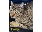 Adopt Topanga a Domestic Shorthair / Mixed (short coat) cat in Cambridge