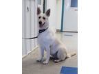 Adopt Aspen a White German Shepherd Dog / Mixed (short coat) dog in Freeport
