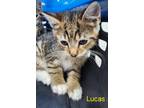 Adopt Lucas a Domestic Shorthair / Mixed (short coat) cat in Cambridge