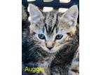Adopt Auggie a Domestic Shorthair / Mixed (short coat) cat in Cambridge
